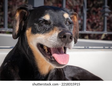 Africanis Dog Lying In The Sun