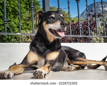 Africanis Dog Lying In The Sun