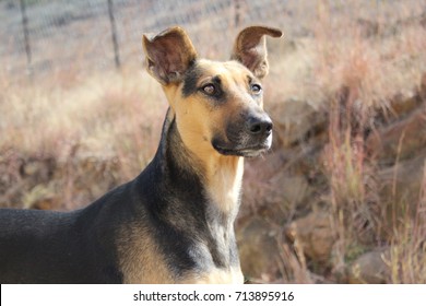 africanis dog breed