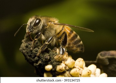 Africanized Bee In A Decaying Anthurium Andraeanum