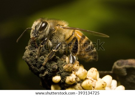 Africanized bee in a decaying Anthurium Andraeanum