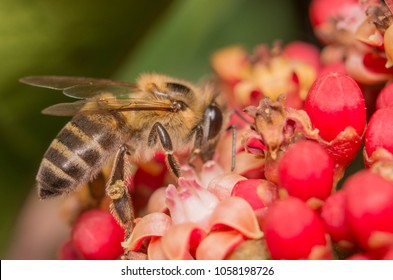 Africanized Bee On Flower