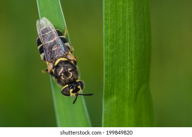 Africanized Honey Bee On A Flower