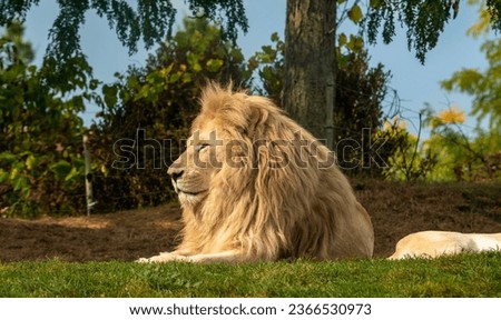 African-lion in Toronto zoo, Toronto, Canada
