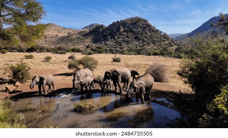 Africans Elephants At Rustenburg In North West South Africa. African Animals Landscape. Pilanesberg National Park. Rustenburg At North West South Africa. Big Five Animals. Wildlife Safari. - Powered by Shutterstock