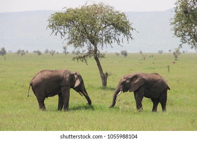 Africa's Big Five Animals, A Couple Of Elephant Are Playing On The Grass Of Serengeti Tanzania