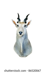 Africa's Largest Antelope The Greater Eland Or Lord Derby's Eland (Taurotragus Derbianus), A Taxidermied Mount Isolated On White