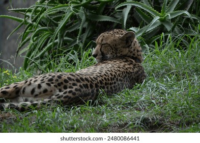 An Afrifan cheetah takes a break lying down on the grass - Powered by Shutterstock