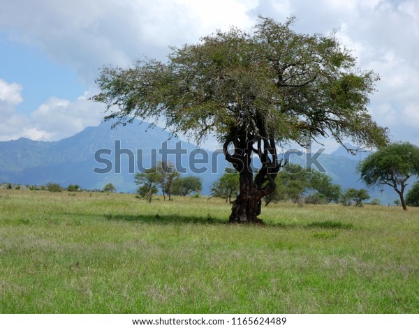 Afrika Tsavo Nationalpark Kenia Safari Landscape Stock Photo Edit Now