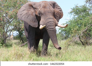 Elefant Images Stock Photos Vectors Shutterstock