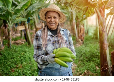 Afro adult woman looking at camera harvesting a handle of bananas in an organic plantation in summer. Focus on the face