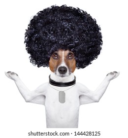 Afro Look Dog With Very Big Curly Black Hair