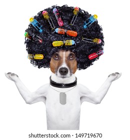 Afro Look Dog With Very Big Curly Black Hair And Hair Rollers