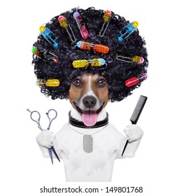 Afro Look Dog With Very Big Curly Black Hair , Scissors And Hair Comb  With Hair Rollers