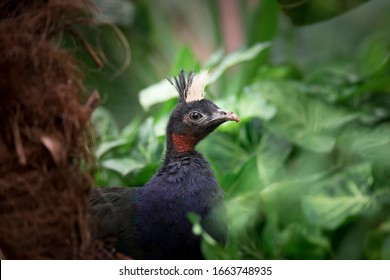 Afropavo Congensishidden In The Grass, A Wonderful And Rare Animal, The Best Photo