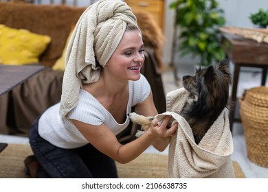 After Bathing A Dog, A Girl Wipes Its Paws With A Towel. Multi-breed Dog.