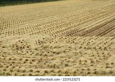 After Being Clean Cut. Japanese Rice Field.