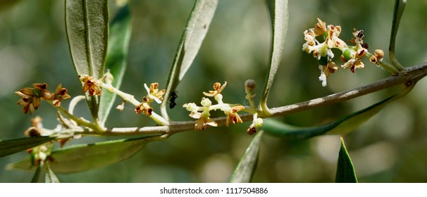 After blooming the new olives develop from little tiny baby's on the twig within a few days to almost mature olives in Crete, Greece - Shutterstock ID 1117504886