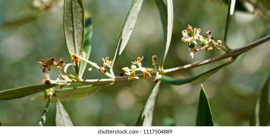 After blooming the new olives develop from little tiny baby's on the twig within a few days to almost mature olives in Crete, Greece - Shutterstock ID 1117504889