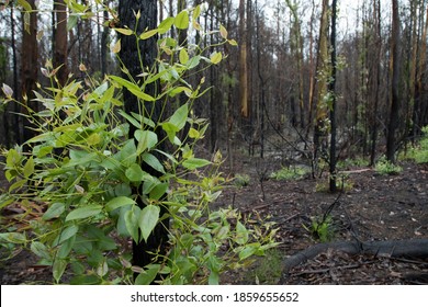 After The Bushfire In Australia. Regrowth Fire Site.