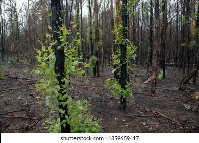 After the bushfire in Australia. Regrowth fire site.