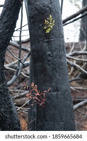 After The Bushfire In Australia. Regrowth Fire Site. 