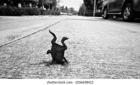 After car accident on the road, Dead frog show weird position with legs pointed up.
Black and white tone. 