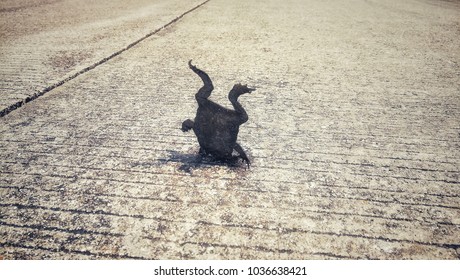 After car accident on the road, Dead frog show weird position with legs pointed up 