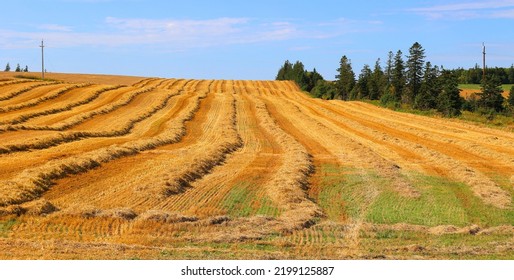 After Combine Harvester Harvests Ripe Wheat. Ripe Ears Of Gold Field In Rural Prince Edwards Island Canada