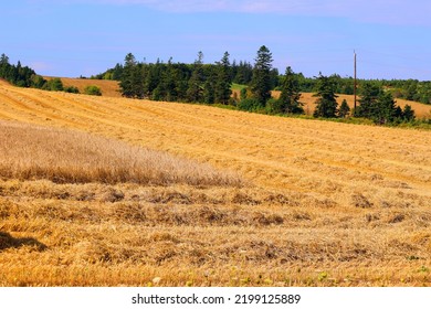 After Combine Harvester Harvests Ripe Wheat. Ripe Ears Of Gold Field In Rural Prince Edwards Island Canada