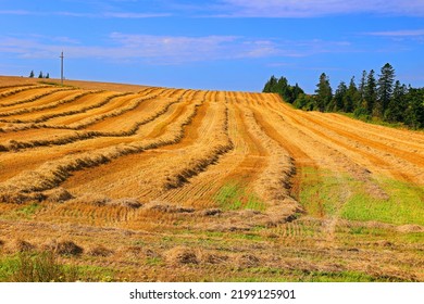 After Combine Harvester Harvests Ripe Wheat. Ripe Ears Of Gold Field In Rural Prince Edwards Island Canada