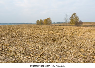 After Corn Stubble