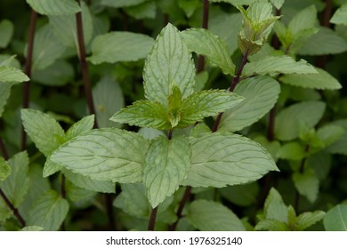 After Eight Mint (Mentha X Piperita 'After Eight')