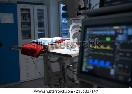 After the end of the operation in surgery, a cat lies on the table connected to a gas anesthesia machine. In dark surgery, under the light of a lamp, a cat lies on the table under a red blanket.