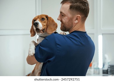 After the examination. Holding animal. Male veterinarian is working with beagle dog in the clinic. - Powered by Shutterstock