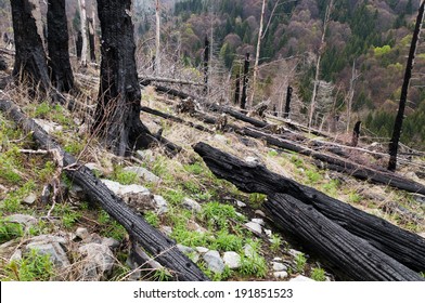 After Forest Fire