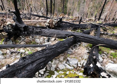 After Forest Fire