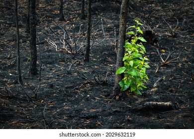 After a forest fire, burnt birches drive new shoots. Bright green leaves grow, which stand out against the background of black burning. Reforestation. Latvia