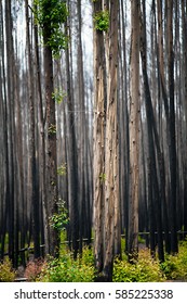 After A Forest Fire In South Africa