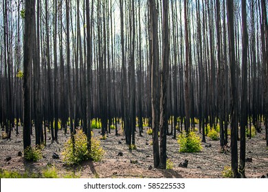 After A Forest Fire In South Africa