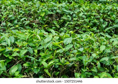 After harvest green tea leaf in plantation farm - Shutterstock ID 1507251446