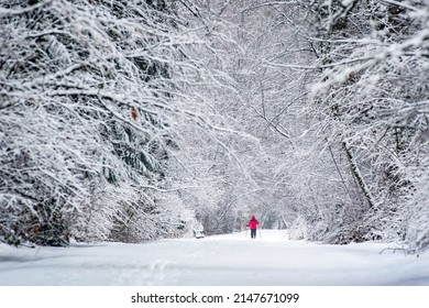 After heavy snow in a forest, a person ski in red jacket.  - Powered by Shutterstock