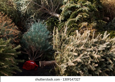 After The Holidays, A Pile Of Christmas Trees Wait To Be Ground Up Into Mulch By A Wood Chipper.