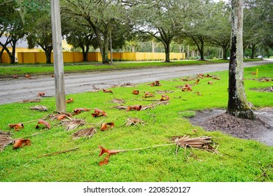 After Hurricane. Fallen Tree Branch And Leaf  On Road