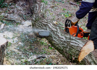 After A Hurricane Storm Damage Trees With Professional City Utilities Cutting A Tree In The City