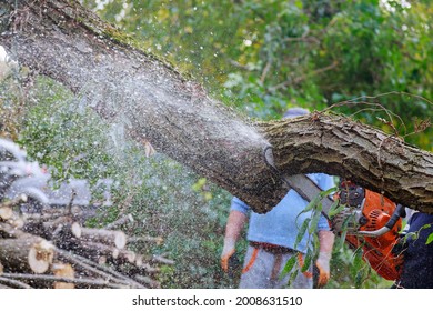 After A Hurricane Storm Damage Trees With Professional City Utilities Cutting A Tree In The City