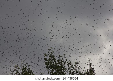 After leaving the hive bees gather on a branch of a tree. Then they fly away to a new place of residence.