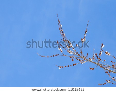Similar – Image, Stock Photo A frosty leaf Colour photo