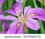 After rain, a bee flies into a cluster of purple and yellow irises in Hangzhou