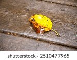 After the rain. Changing seasons first signs of fall autumn. Leaves changing color colour falling. Yellow brown birch leaf. One single isolated. Wood deck. Wet. Cottage country Ontario Canada.